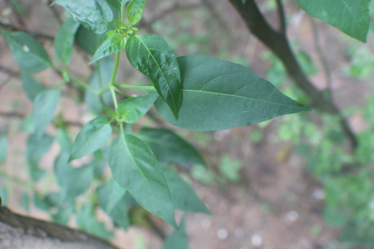 Capsicum annuum L.